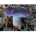 Мицелий Сыроежки синей / Сыроежка лазоревая (Russula azurea)
